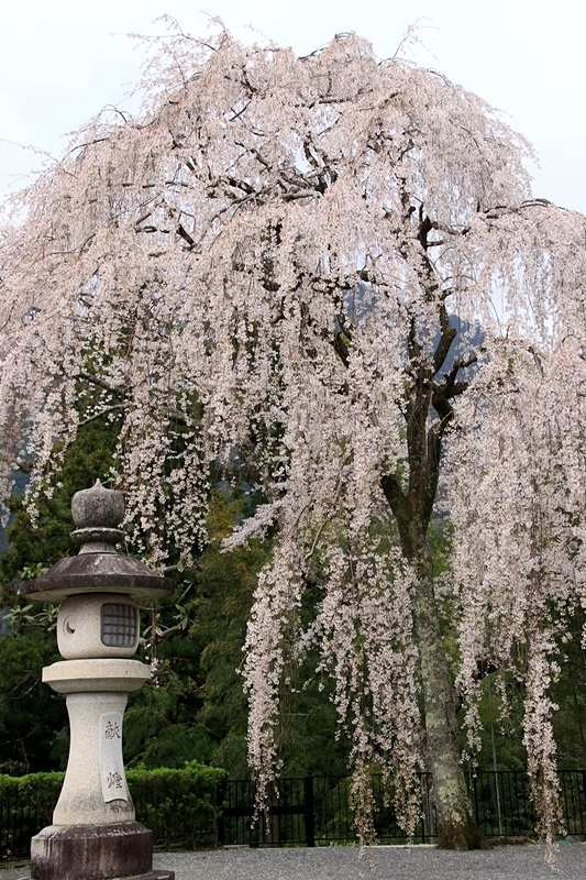 身延山久遠寺の春･2♪_a0167759_21473462.jpg