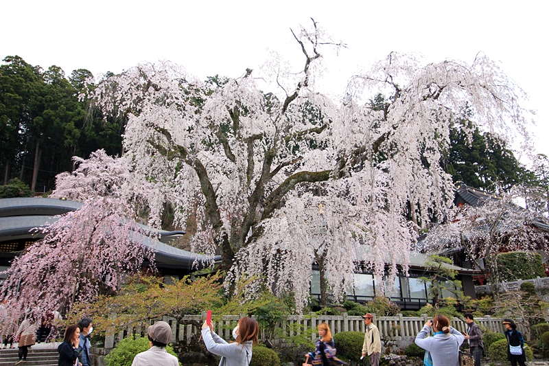 身延山久遠寺の春･2♪_a0167759_2247140.jpg