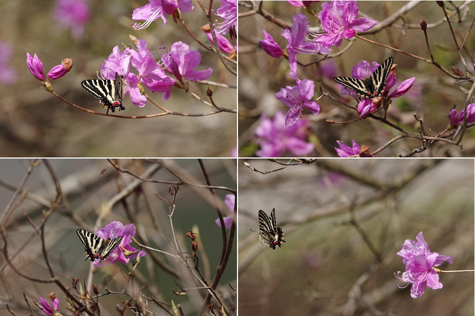 ２０１８．４．２　神奈川県・ギフの里　（２） ギフチョウ　　　２０１８．４．１３ （記）_a0181059_10301852.jpg