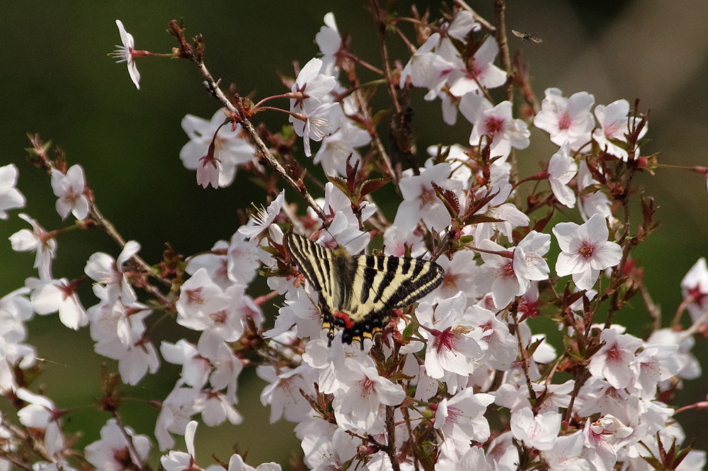 ２０１８．４．２　神奈川県・ギフの里　（２） ギフチョウ　　　２０１８．４．１３ （記）_a0181059_10464624.jpg