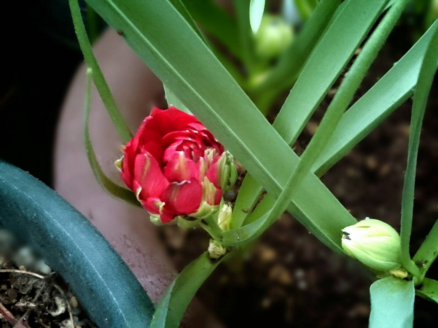 花盛りの冬越しペチュニアとチューリップ 花暮らしの記