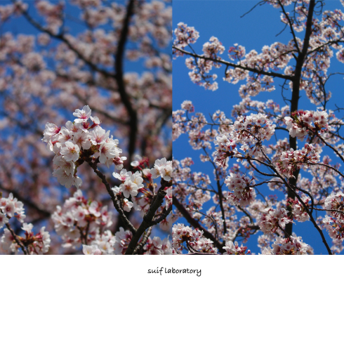 お花見本番!_c0156468_22272625.jpg