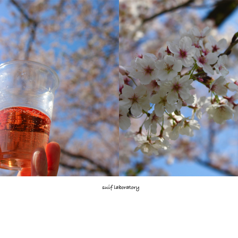 お花見本番!_c0156468_22281468.jpg