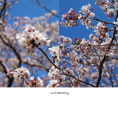 お花見本番!_c0156468_22293026.jpg