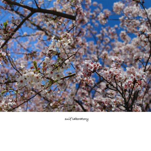 お花見本番!_c0156468_22311921.jpg