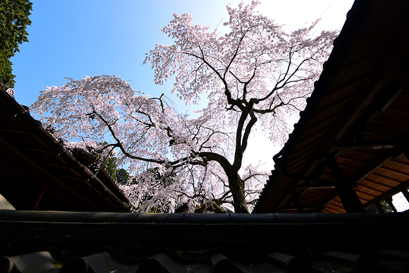 十綸寺・なりひら桜_c0317868_15294786.jpg