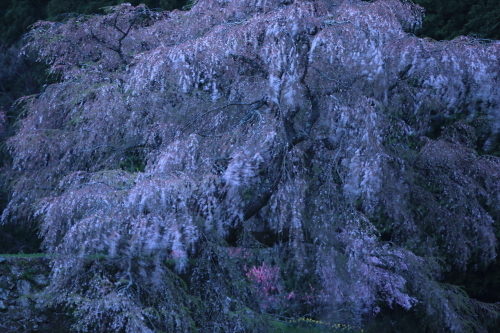 奈良宇陀市　又兵衛桜。。_f0372470_08574223.jpg