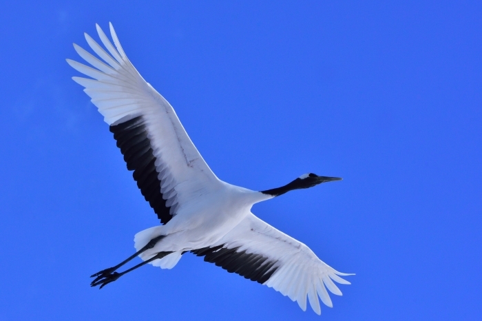 タンチョウ（丹頂）/Red-crowned crane_f0365975_23261153.jpg