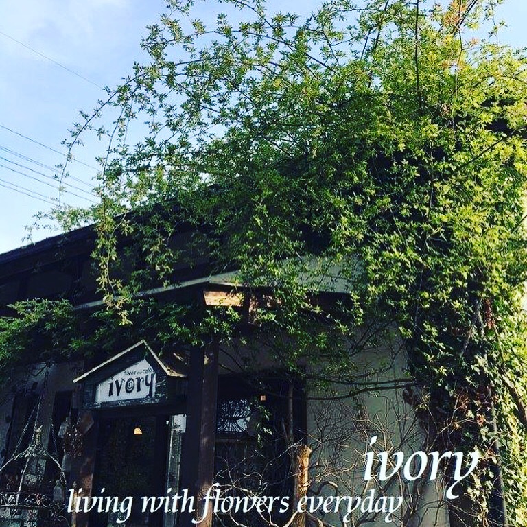 \"白い木香薔薇\"_b0094378_21134585.jpeg