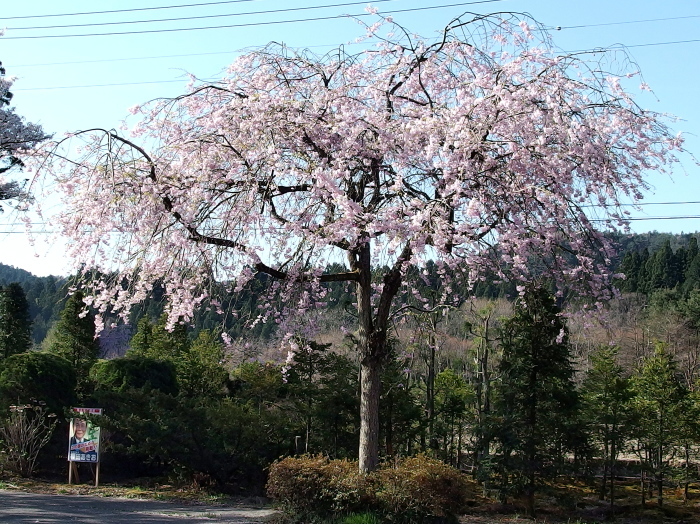 f0371079_10001552.jpg