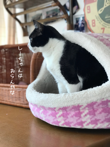 a0216583_23352794.png
