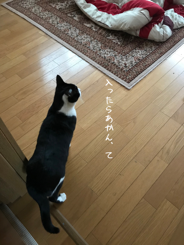 a0216583_23354273.png