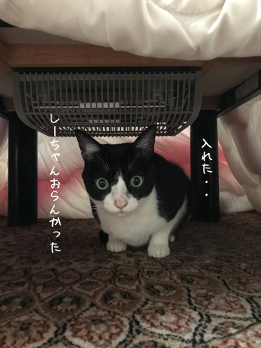 a0216583_23361692.png