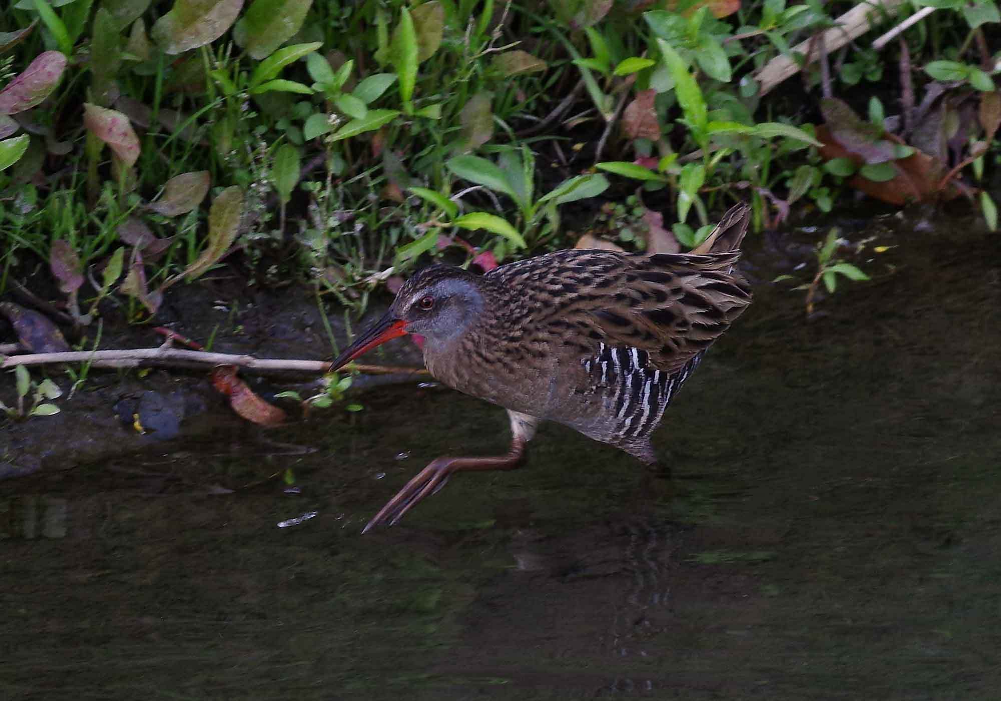 2018年　４月　　野鳥_c0176183_09491260.jpg