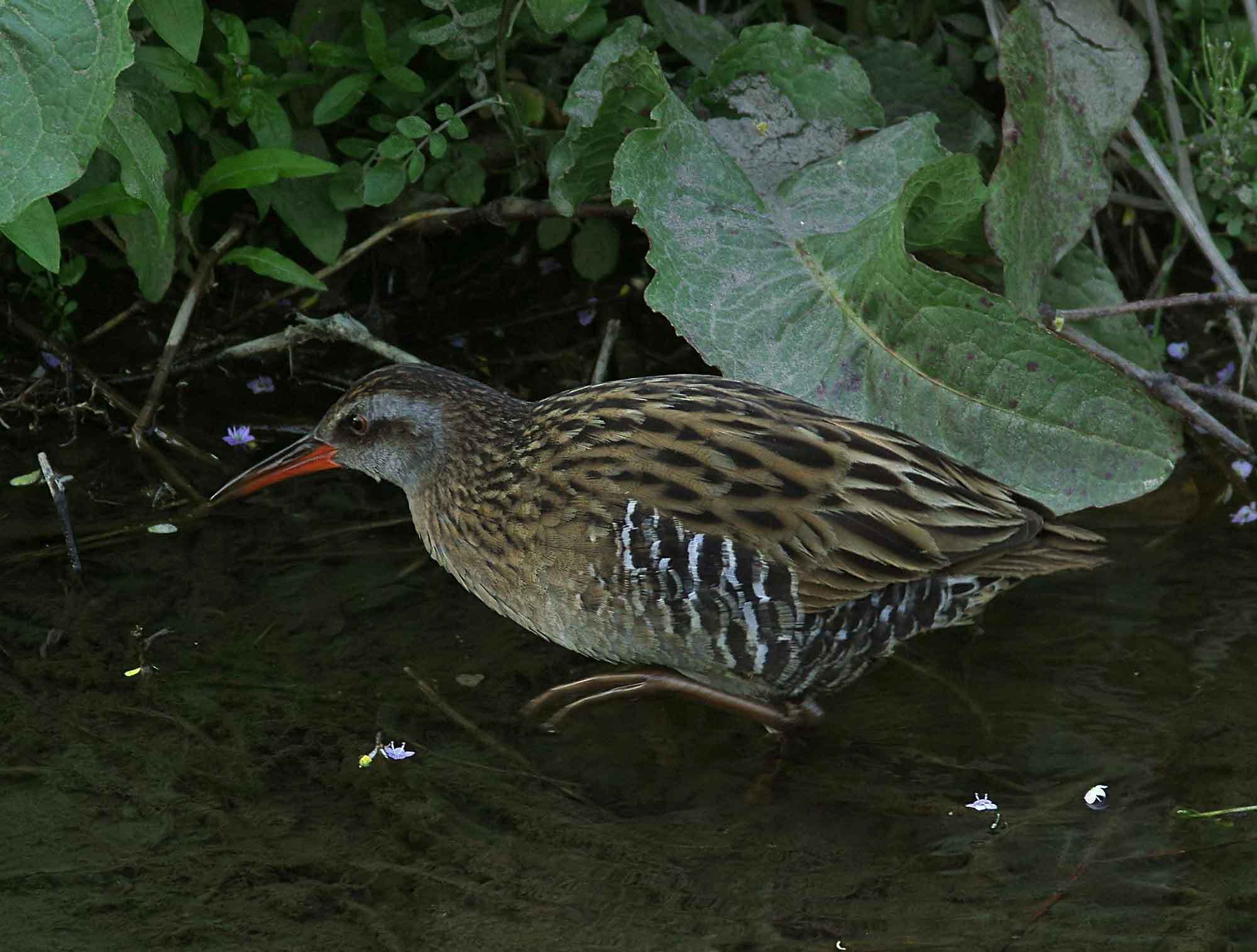 2018年　４月　　野鳥_c0176183_09494324.jpg