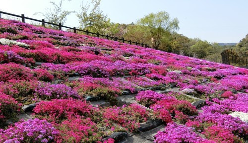 春　の　芝　桜　公　園_d0125589_17112795.jpg