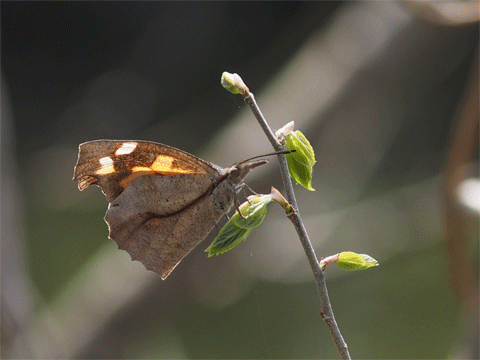 b0053192_23145143.gif