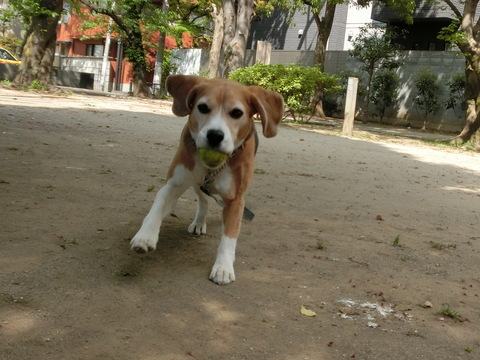 a0319693_78434.jpg