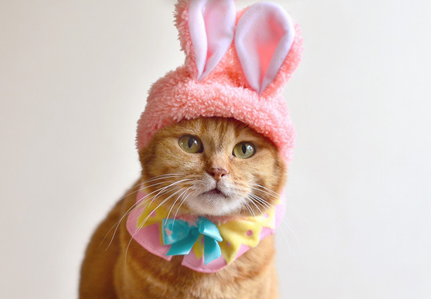 うさぎあぺりら　　Easter Bunny Apelila_d0025294_18031865.jpg