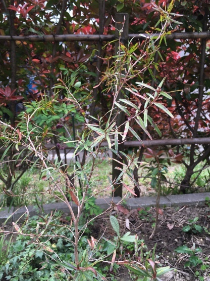 b0349795_11372336.jpg