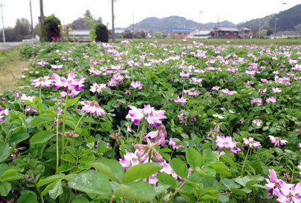 咲けよ咲けよとささやくレンゲの花_b0145296_10462418.jpg