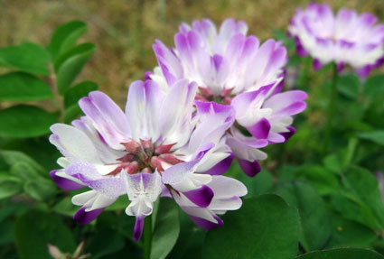 咲けよ咲けよとささやくレンゲの花_b0145296_10462943.jpg