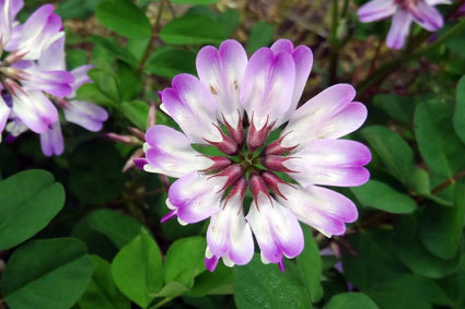 咲けよ咲けよとささやくレンゲの花_b0145296_10463209.jpg