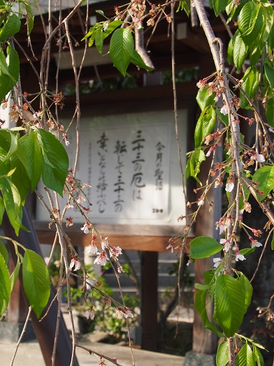 静岡県伊東市ー舟守弥三郎の屋敷跡･蓮慶寺(2018.04.03)_e0245404_1633395.jpg