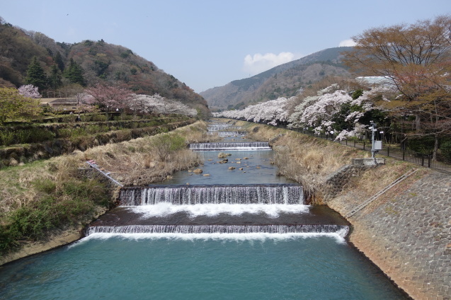 宮城野の桜_a0071805_16024767.jpg