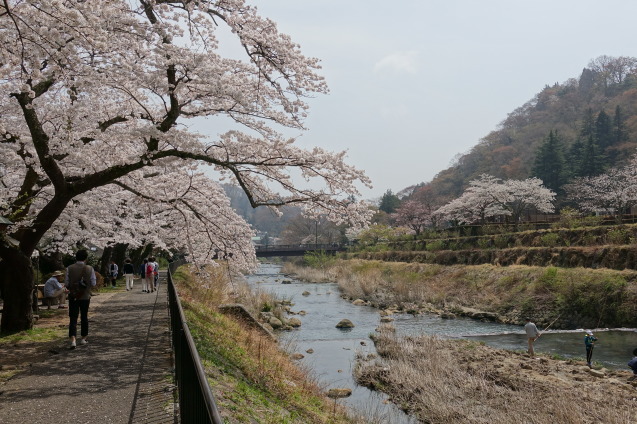 宮城野の桜_a0071805_16365582.jpg