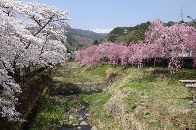 宮城野の桜_a0071805_16375149.jpg