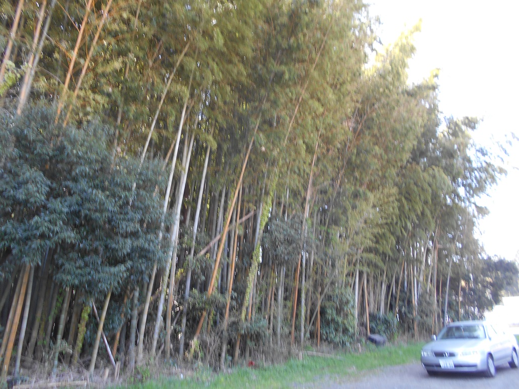 d0009105_423716.jpg