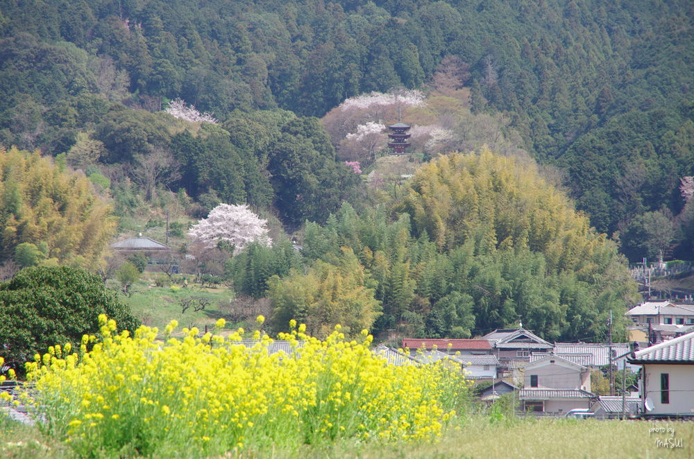 明日香村橘　岡寺展望_d0342307_23463088.jpg