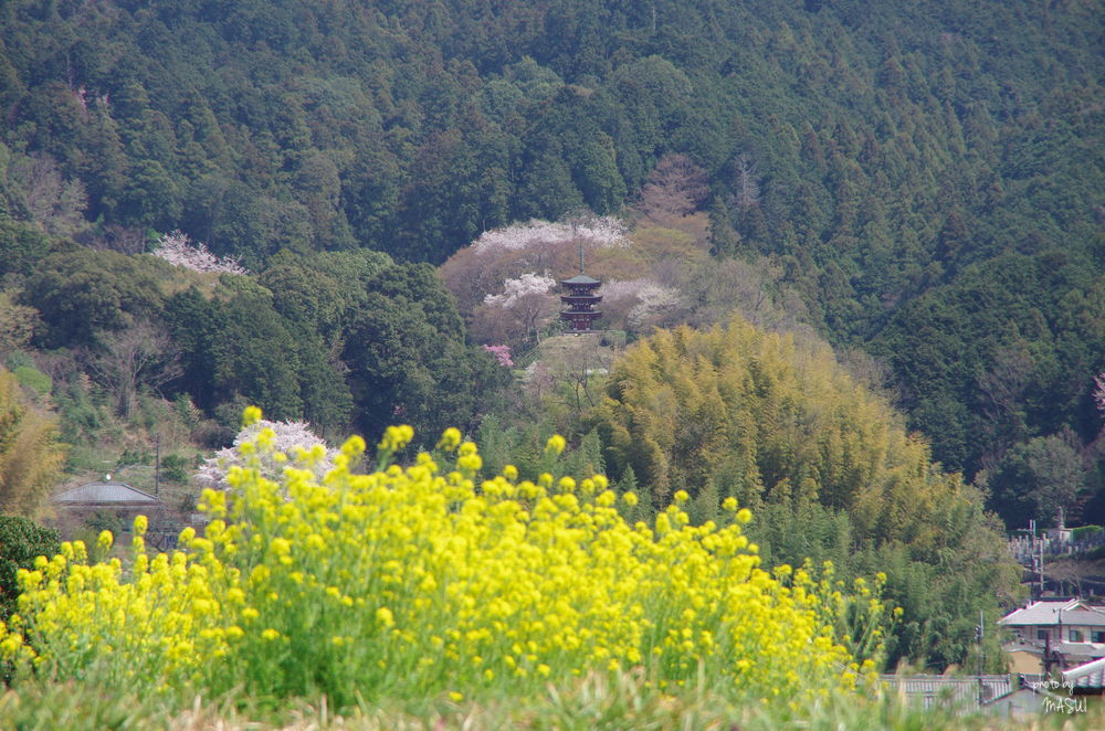 明日香村橘　岡寺展望_d0342307_23465672.jpg