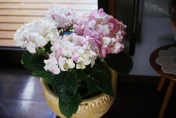 ピンクと白の紫陽花 For Happy Days