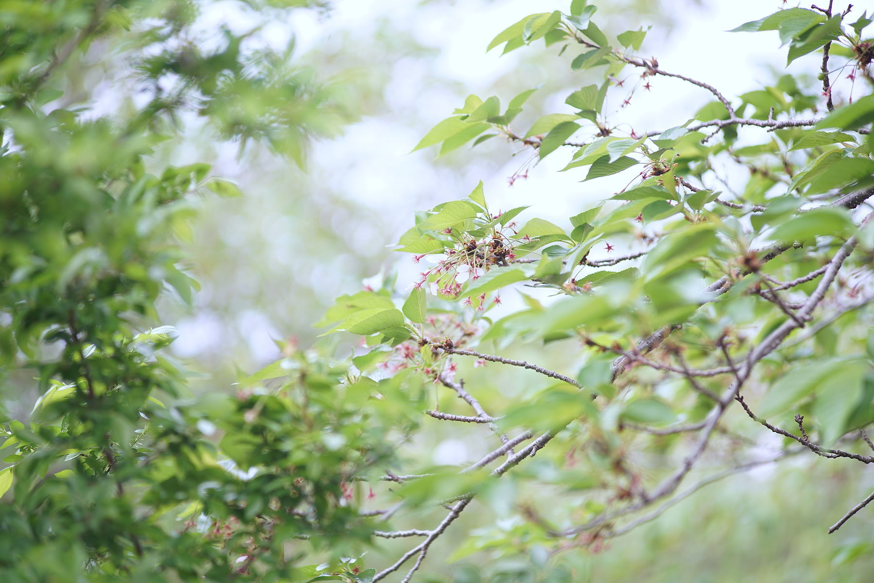 桜とカタツムリと風邪_d0032222_09533706.jpg