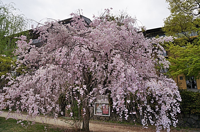 b0068423_18015180.jpg
