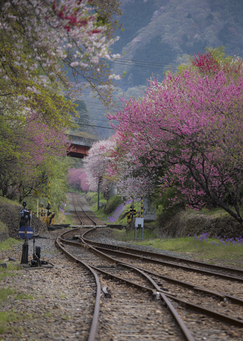 わたらせ渓谷鐵道　〜花に包まれた駅〜　①_e0238623_22520928.jpg