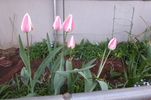 a0050728_14200410.jpeg