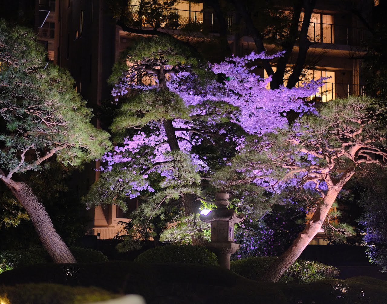 夜桜＠八芳園　大人の夜桜を楽しめる穴場_b0024832_00452228.jpg