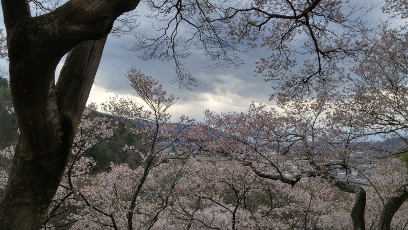 長年の夢、高遠の桜を求めて♥_f0361132_15470075.jpg