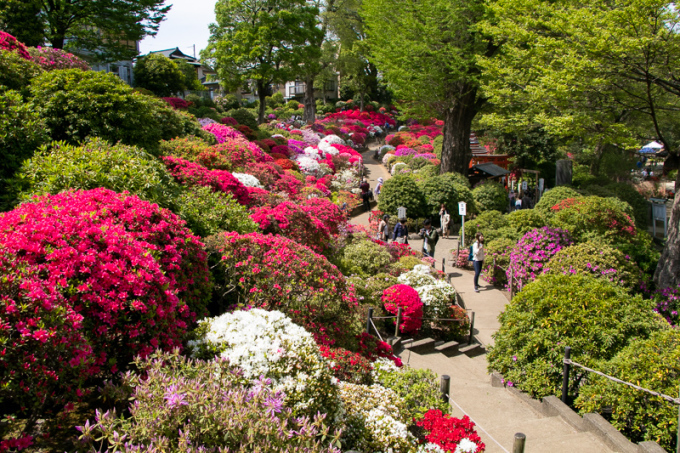 根津神社つつじまつり_d0355135_16013281.jpg