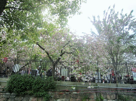 八重桜_b0177436_22552064.jpg