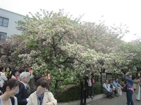 八重桜_b0177436_22575994.jpg