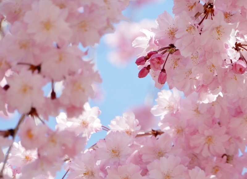 バレエ「桜の精」（spectres des fleurs de cerisier） - ももさえずり＊紀行編＊cent chants de chouette