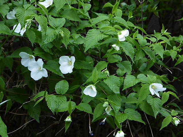白山吹 山吹 八重山吹 青ダモ 青枝垂紅葉 花蘇芳 雲南黄梅 黄素馨 小手毬 風に吹かれて 白山吹 山吹 八重山吹 青ダモ 青枝垂紅葉 花蘇芳 雲南黄梅 黄素馨 小手毬 風に吹かれて