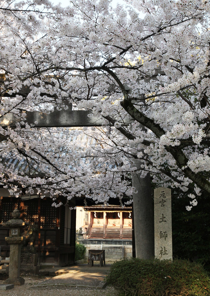 大阪　藤井寺市　道明寺天満宮　桜_c0108146_23501819.jpg