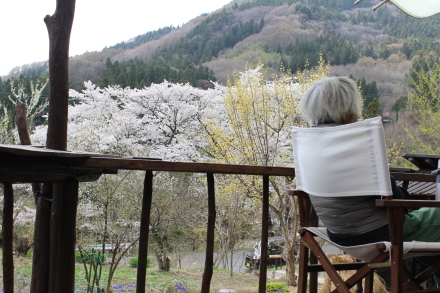 ４月１２日　　桜が満開です_d0249047_14143259.jpg