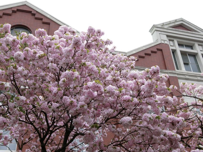 　　造幣局　桜の通り抜け・・①_a0126148_00170886.jpg