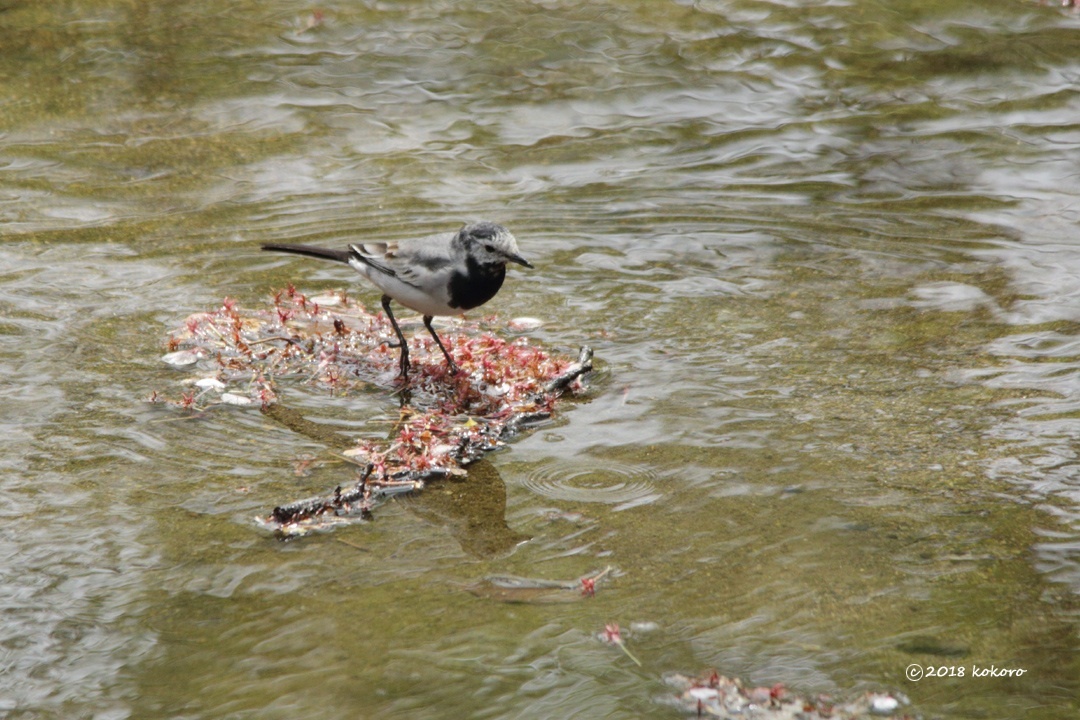 bird＊182 顔が白っぽいセキレイ_e0365050_17200988.jpg